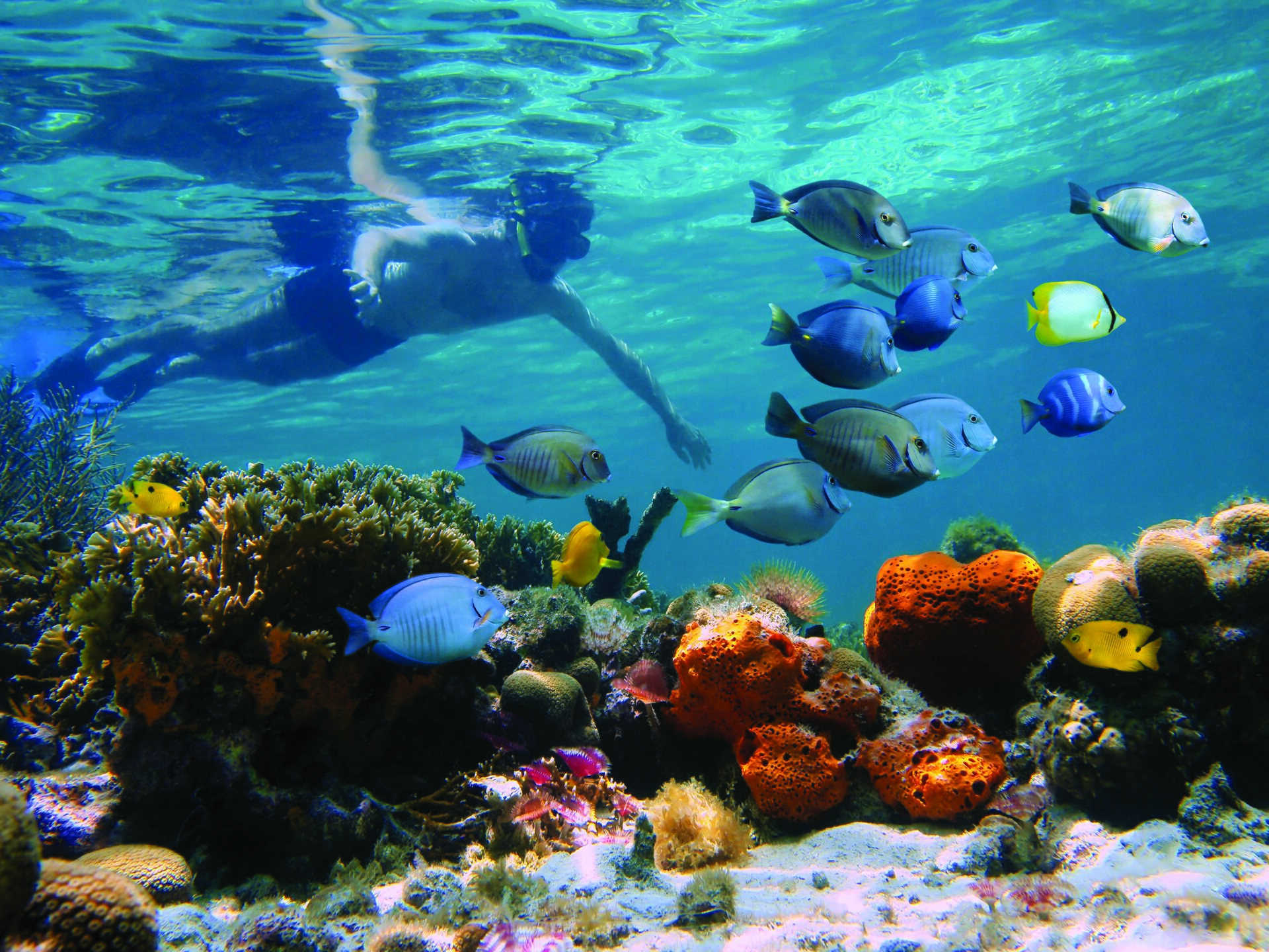 Plongée à Aqaba